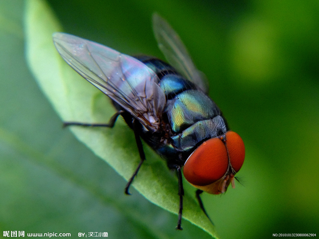  p>红头苍蝇是由野生苍蝇中的 a target="_blank" href="/item/丝光