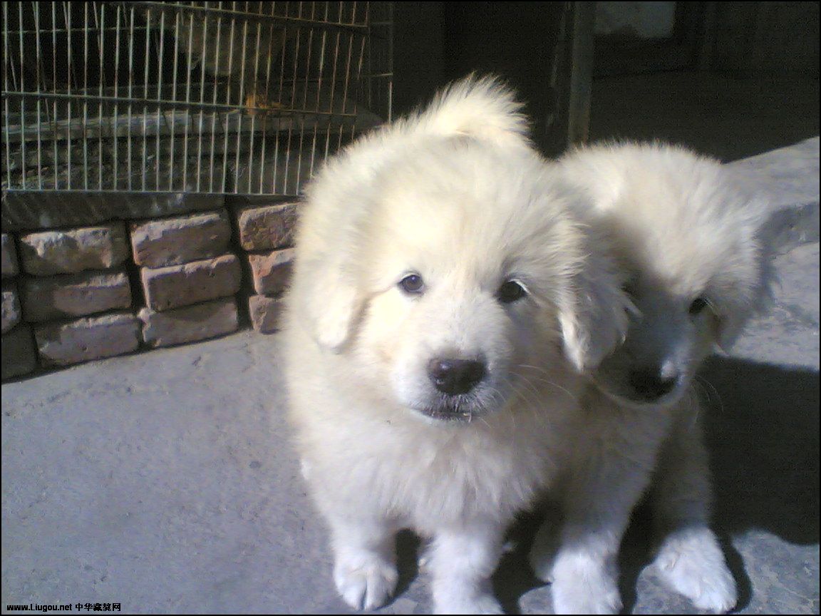  p>雪獒,全身雪白的 a target="_blank" href="/item/藏獒/5311" data