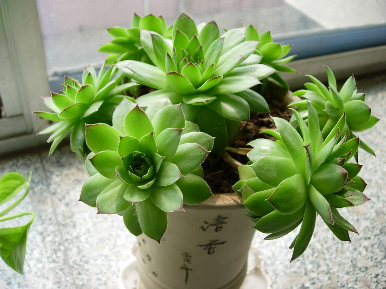 佛座莲是一种以观叶为主的小型 a target="_blank" href="/item/多肉