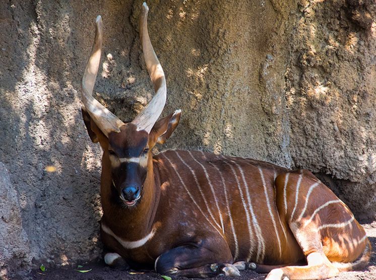 i>)是体型最大的林栖性 a target="_blank" href="/item/羚羊/19414"