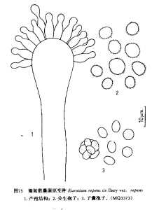 eurotium repens var. repens