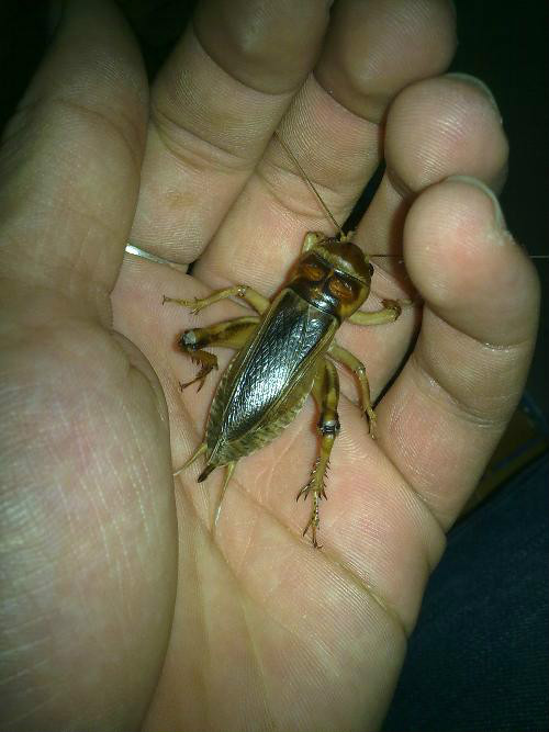 5q">花生大蟋tarbinskiellus portentosus,是直翅目,蟋蟀科的一类动物