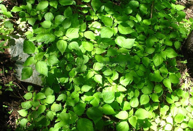 裂苞铁苋菜