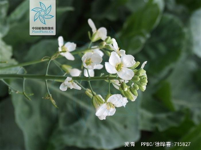 是十字花科,芸苔属二年生 a target="_blank" href="/item/草本">