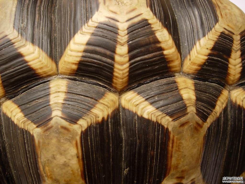  p>缅甸星龟(学名: i>geochelone platynota /i> )是陆龟科,象龟属