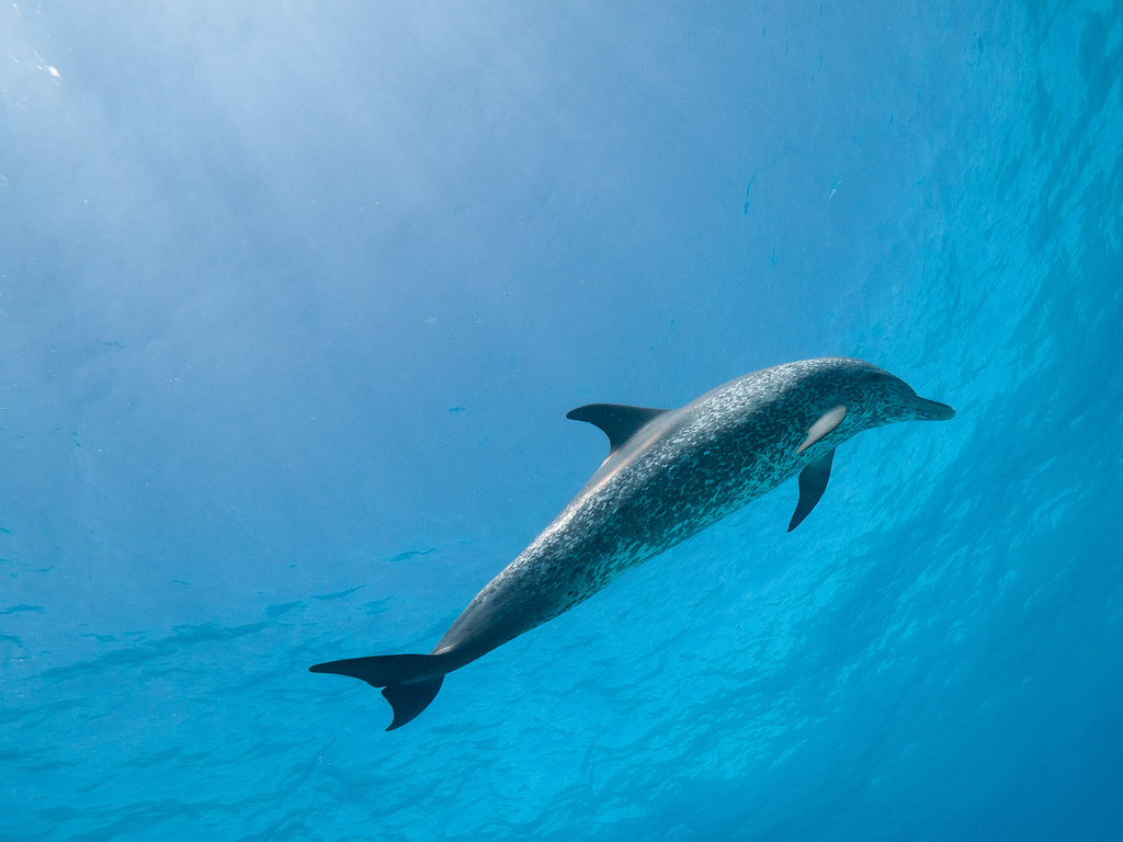  p>花斑原海豚(学名:stenella frontalis),身体呈纺锤形,体形颇似 a