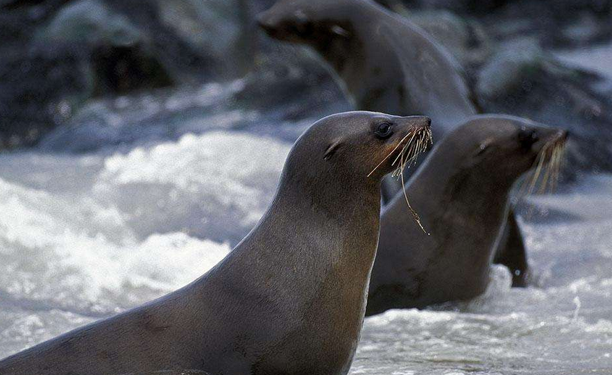  p>南美毛皮海狮(south american fur seal)的皮毛是深灰色.