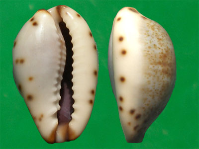  p>日本小眼宝螺是 a target="_blank" href="/item/中腹足目/8079480