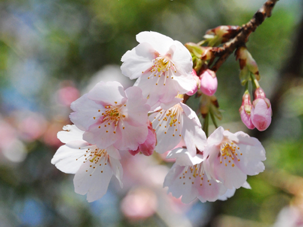  p>樱花(学名: i>cerasus   /i>sp.