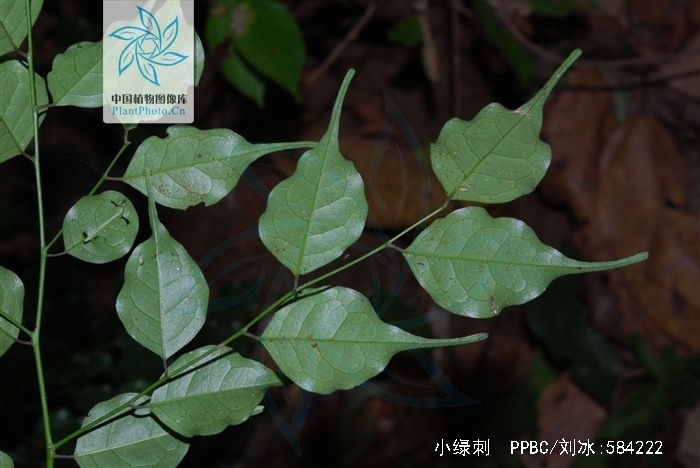 capparis urophylla f. chun