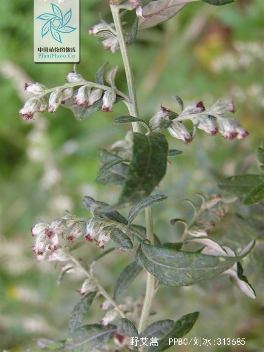 野艾蒿