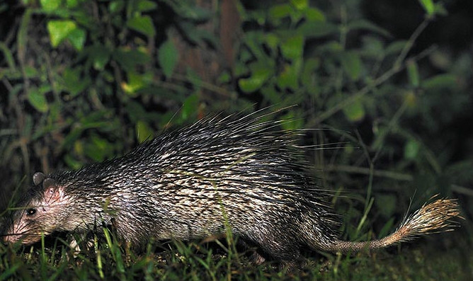  p>帚尾豪猪(学名: i>atherurus macrourus /i>):是小型 a href="#"