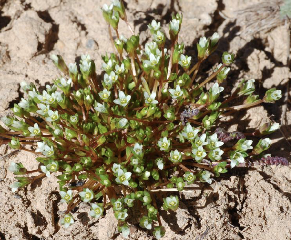 gentianella pygmaea (regel