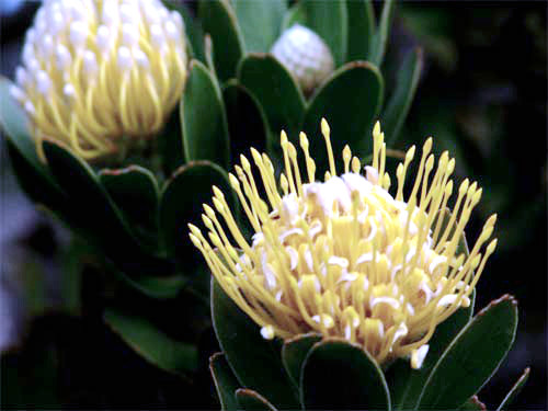 南非皇后帝王花