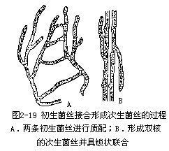 然而菌丝的融合使得菌丝之间形成网状更利于营养的吸收和互相生长.