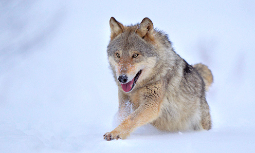  p>俄罗斯狼(学名:canis lupus communis)是 a href="#" data-lemmaid