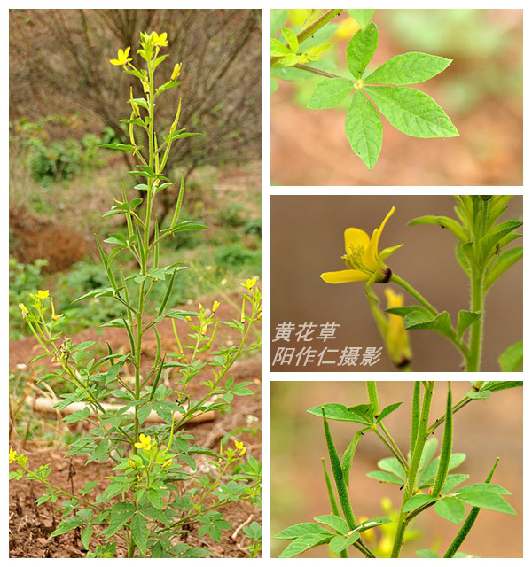  p>赛葵(拉丁学名:  i>malvastrum coromandelianum /i> (l.