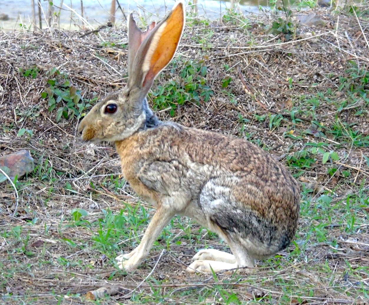  p>羚羊兔(学名: i>lepus alleni /i>)是兔科,兔属动物.