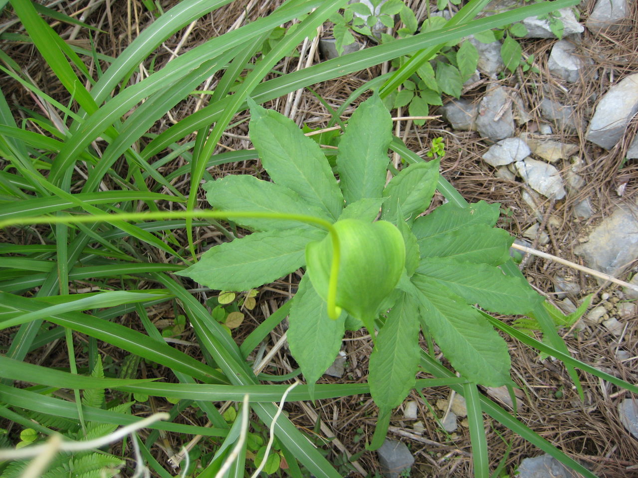  p>制南星为 a href="#" data-lemmaid="6416255">禹南星 /a>,又称会