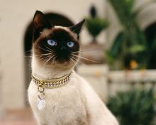 古典暹罗猫(又名泰国猫)