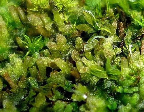波叶片叶苔_百度百科