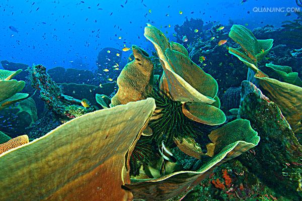  p data-id="tyqi6xcx31io">莴苣( i>lactuca sativa  /i>l.