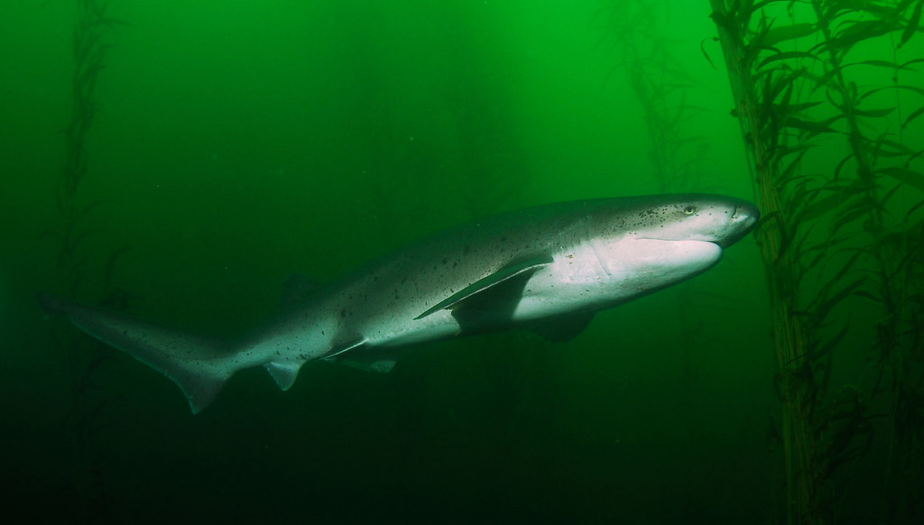  p>扁头哈那鲨(学名: i>notorynchus cepedianus /i>)是六鳃鲨科哈那