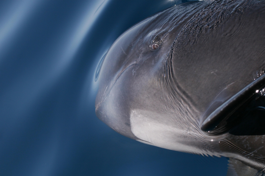 long-finned pilot whale