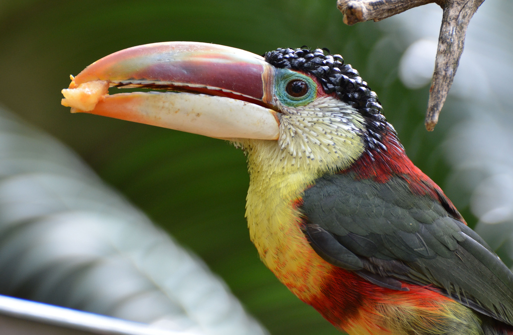  p>曲冠簇舌巨嘴鸟是中型攀禽,以树洞为巢,外形略似犀鸟,是巨嘴鸟中为