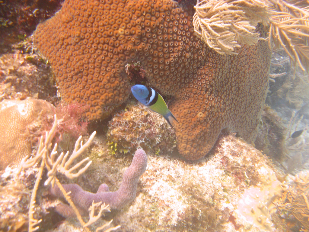 双带锦鱼(学名:thalassoma bifasciatum,由bloch于1791年命名).