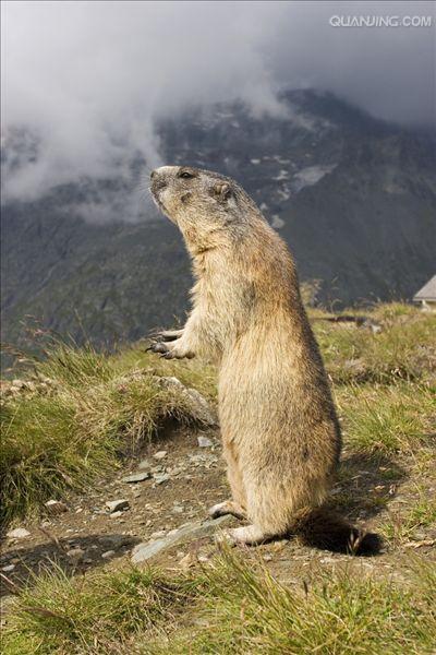  p>喜马拉雅旱獭(学名: i>marmota himalayana /i>)别名哈拉, a href=