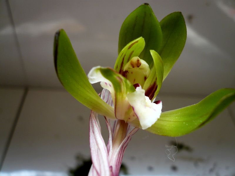  p>大花香草(学名:lysimachia grandiflora):是 a target="_blank"