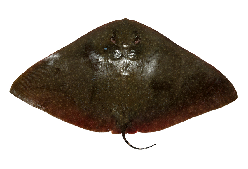  p>日本燕魟(学名:gymura japoniica temminck et schlegel)为燕魟科