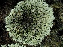 大气污染指示植物