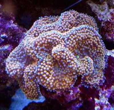 美国橙色气泡菇珊瑚