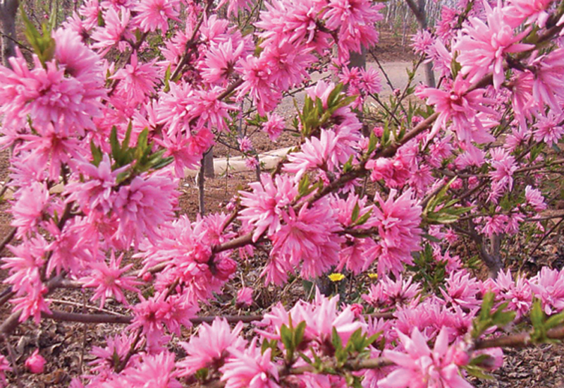  p>碧桃(学名: i>amygdalus persica /i> l. var.  i>persica /i> f.