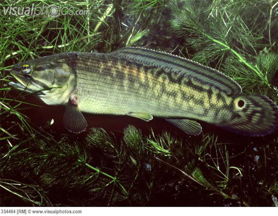  p>弓鳍鱼 amia calva 亦作grindle.