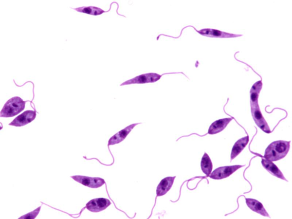 杜氏利什曼原虫