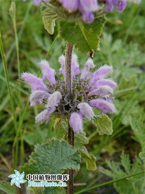  p>块根糙苏(学名:phlomis tuberosa l.