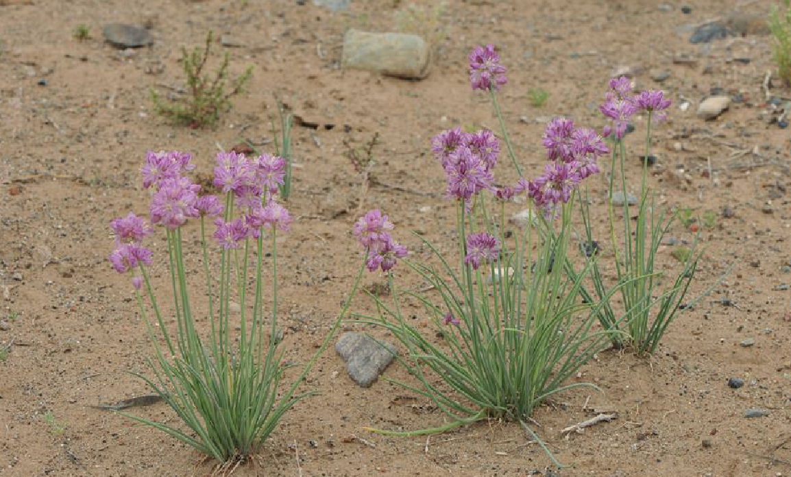  p>蒙古韭(学名: i>allium mongolicum /i> regel)是百合科葱属植物.