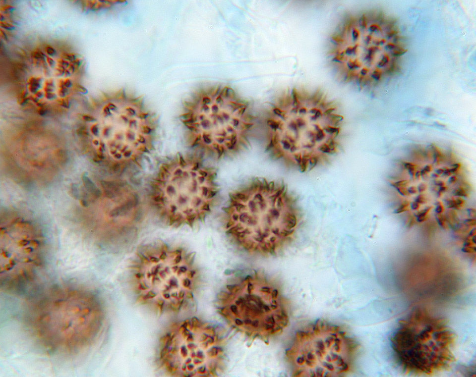 马勃状硬皮马勃