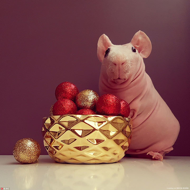 hairless guinea pigs