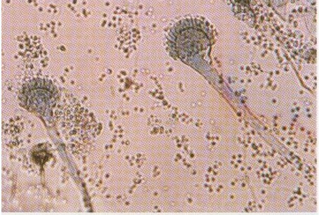 aspergillus tubingensis