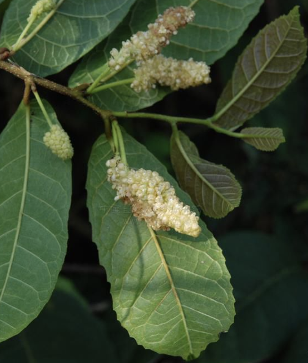  p>牛筋藤属(学名:malaisia blanco)是 a target="_blank" href="