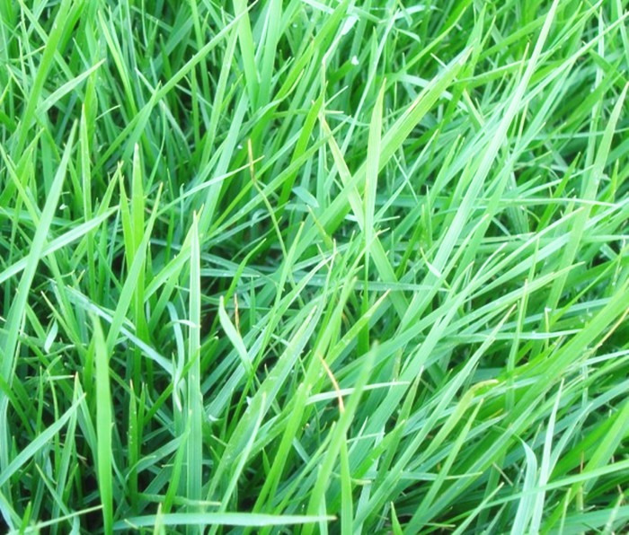  p>紫羊茅(学名: i>festuca rubra /i> l.