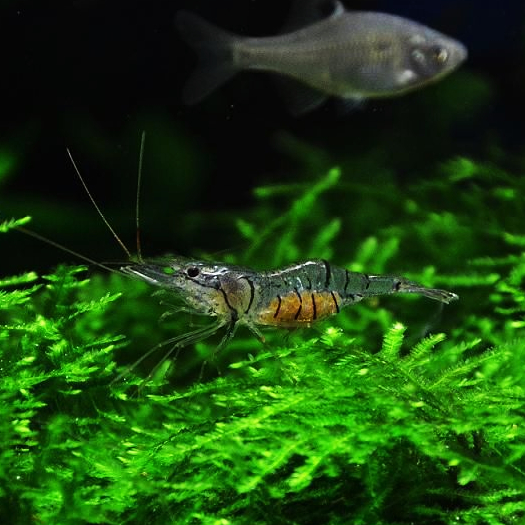  p>中华小长臂虾 palaemonetes sinensis 是长臂虾科长臂虾属的一种