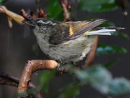 orange-barred willow warbler