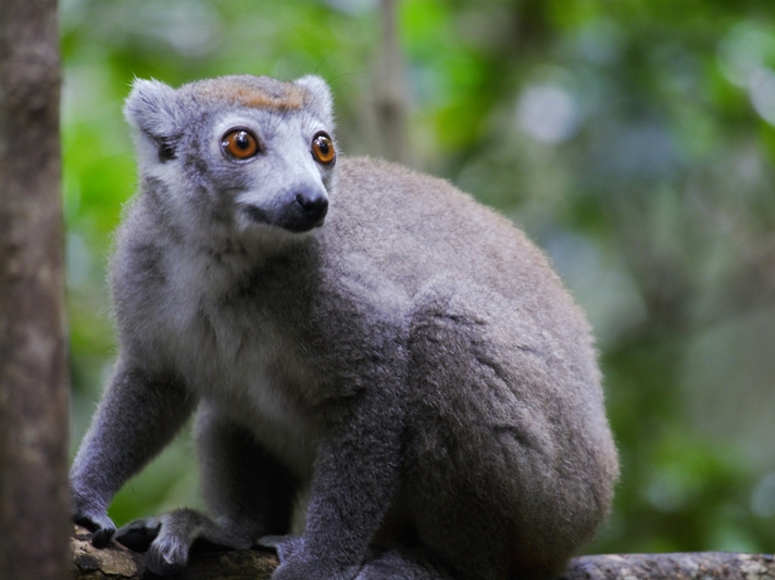  p>冠美狐猴(学名: i>eulemur coronatus /i>):是该是属中最小的 a