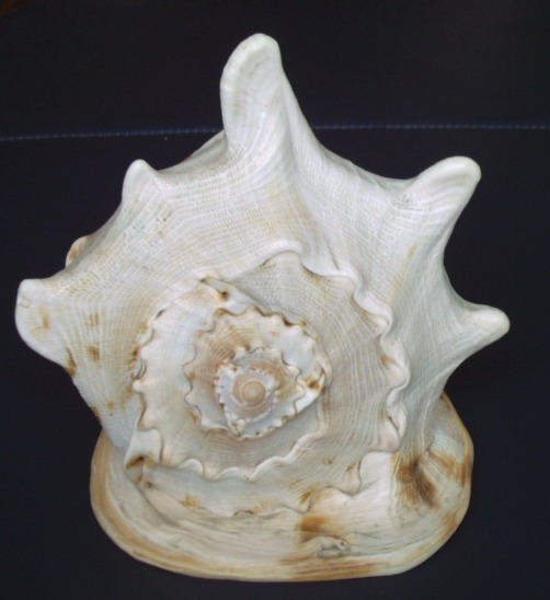  p>皇冠螺学名唐冠螺,拉丁学名为cassis cornuta (linnaeus),属于 a