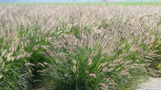  p>弯叶画眉草(学名: i>eragrostis curvula /i> (schrad.